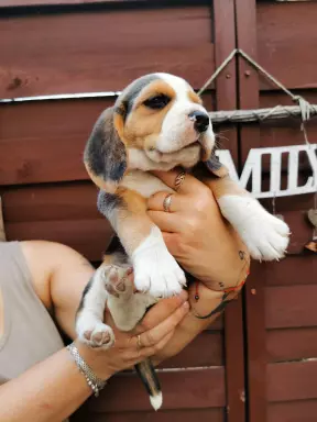Beagle szczenięta tricolor piękne 9
