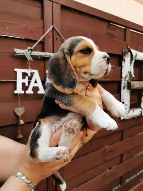 Beagle szczenięta tricolor piękne 10