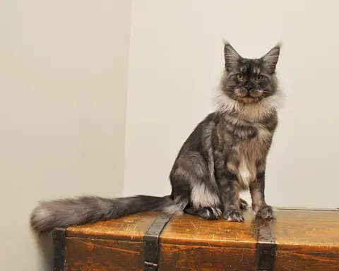 Przepiękny kocurek Kenzo Black Aster*PL- legalna hodowla PZF 9