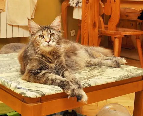 Przepiękny kocurek Kenzo Black Aster*PL- legalna hodowla PZF 10