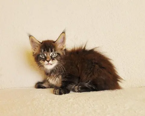 Przepiękny kocurek Kenzo Black Aster*PL- legalna hodowla PZF 2