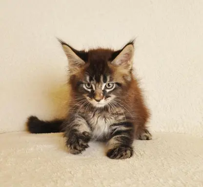 Przepiękny kocurek Kenzo Black Aster*PL- legalna hodowla PZF 3