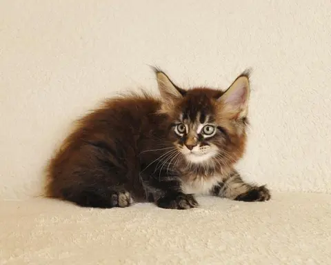 Przepiękny kocurek Kenzo Black Aster*PL- legalna hodowla PZF 4