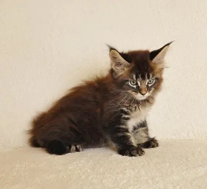 Przepiękny kocurek Kenzo Black Aster*PL- legalna hodowla PZF 5