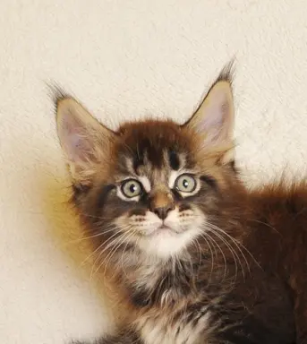 Przepiękny kocurek Kenzo Black Aster*PL- legalna hodowla PZF 6