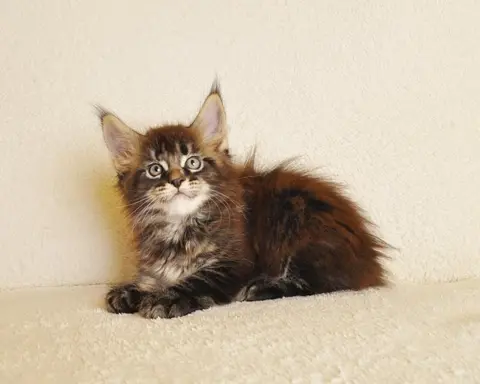 Przepiękny kocurek Kenzo Black Aster*PL- legalna hodowla PZF 7