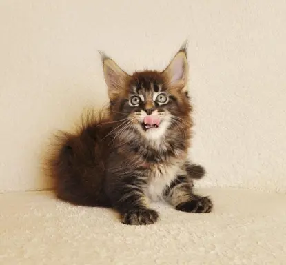 Przepiękny kocurek Kenzo Black Aster*PL- legalna hodowla PZF 8