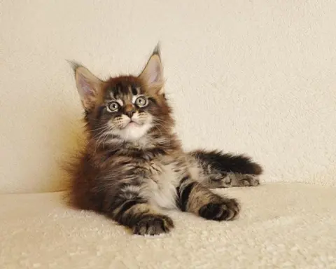 Przepiękny kocurek Kenzo Black Aster*PL- legalna hodowla PZF 1