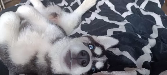 Husky Siberian ZKwP/FCI suczka❤️ 1