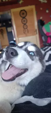 Husky Siberian ZKwP/FCI suczka❤️ 2