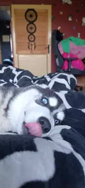 Husky Siberian ZKwP/FCI suczka❤️ 3