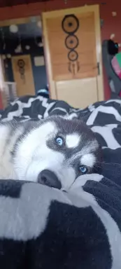 Husky Siberian ZKwP/FCI suczka❤️ 4