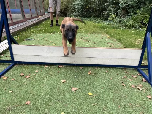 Owczarek belgisjki malinois FCI/ZkwP 7
