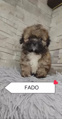 Shi Tzu czarna z rodowodem 3