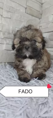 Shi Tzu czarna z rodowodem 4