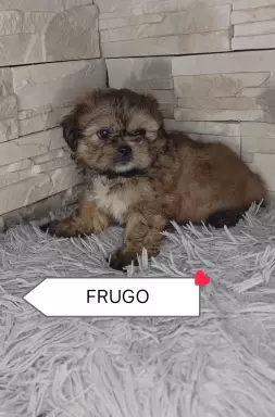 Shi Tzu czarna z rodowodem 2