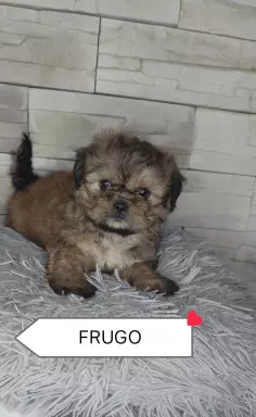 Shi Tzu czarna z rodowodem 5