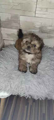 Shi Tzu czarna z rodowodem 6