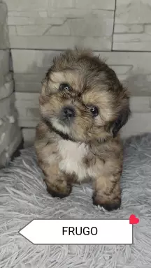 Shi Tzu czarna z rodowodem 7