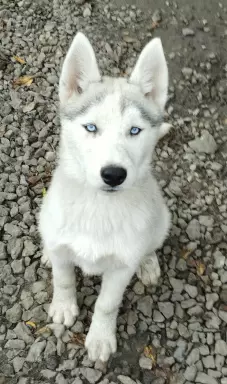 Siberian Husky 1
