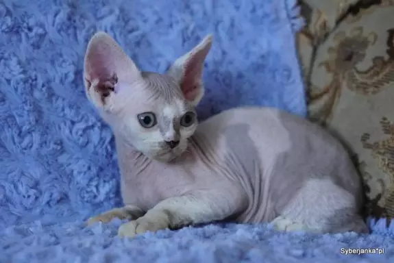 Kocieta devon rex 1