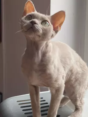 Kocieta devon rex 4
