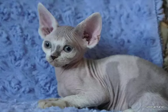 Kocieta devon rex 2