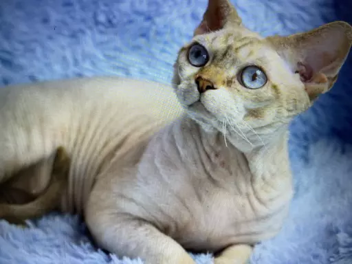 Kocieta devon rex 3