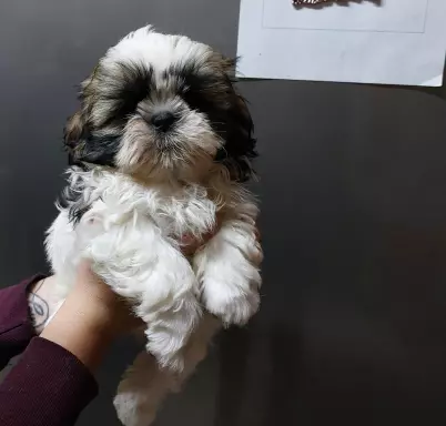 Śliczne Shih-tzu 4