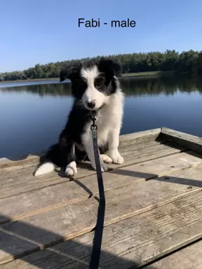 border collie FCI - pieski po championie gotowe do odbioru 1