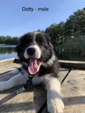 border collie FCI - pieski po championie gotowe do odbioru 2