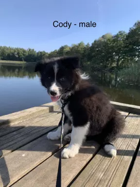 border collie FCI - pieski po championie gotowe do odbioru 3
