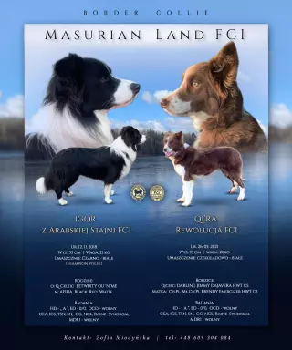 border collie FCI - pieski po championie gotowe do odbioru 4