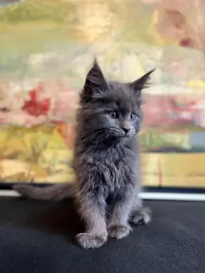 Kocurek Maine Coon niebieski solid 2