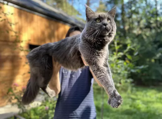 Kocurek Maine Coon niebieski solid 3