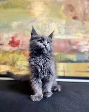 Kocurek Maine Coon niebieski solid 1