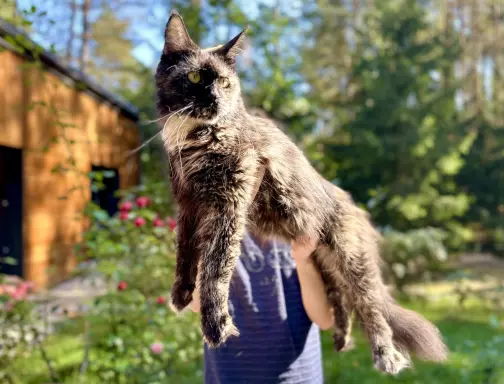 Kocurek Maine Coon niebieski solid 4