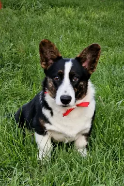 Chłopak welsh corgi cardigan 1