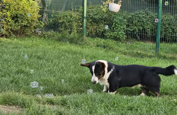 Chłopak welsh corgi cardigan 2