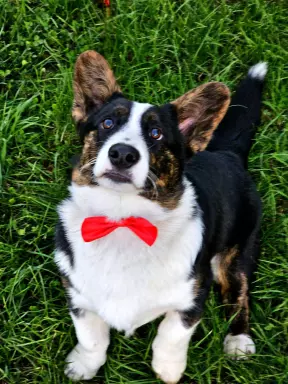 Chłopak welsh corgi cardigan 3