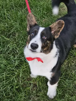 Chłopak welsh corgi cardigan 4