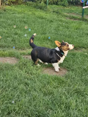 Chłopak welsh corgi cardigan 5