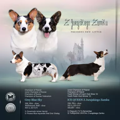 Chłopak welsh corgi cardigan 6