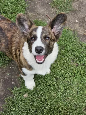 Chłopak welsh corgi cardigan 2