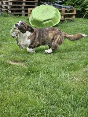 Chłopak welsh corgi cardigan 3