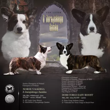 Chłopak welsh corgi cardigan 5