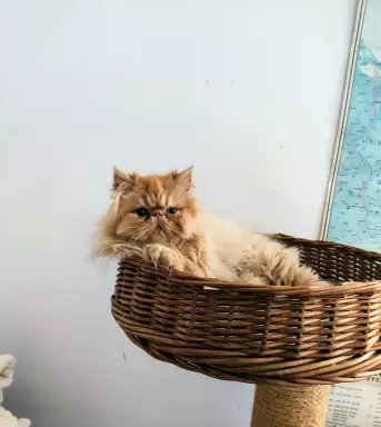Piękny kocur do oddania 1