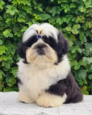 Szczenięta Shih tzu 2