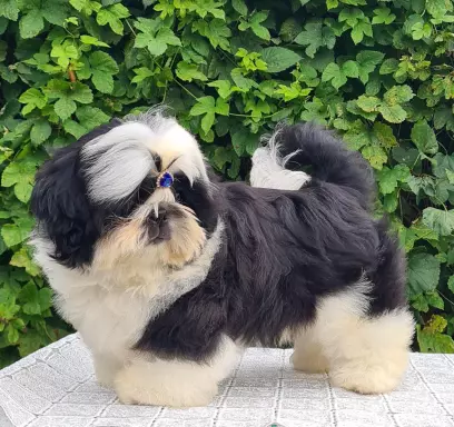 Szczenięta Shih tzu 3