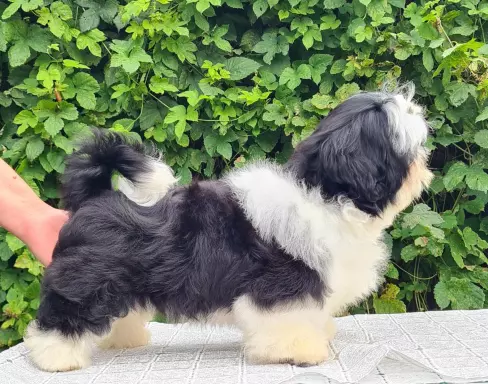 Szczenięta Shih tzu 4